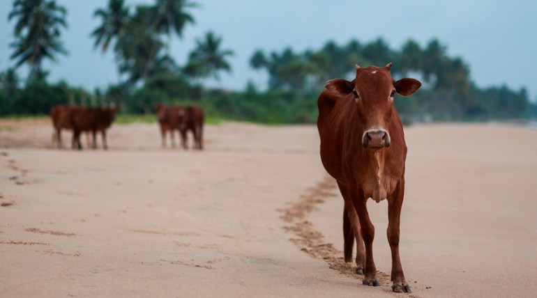Vache indienne sur la plage
